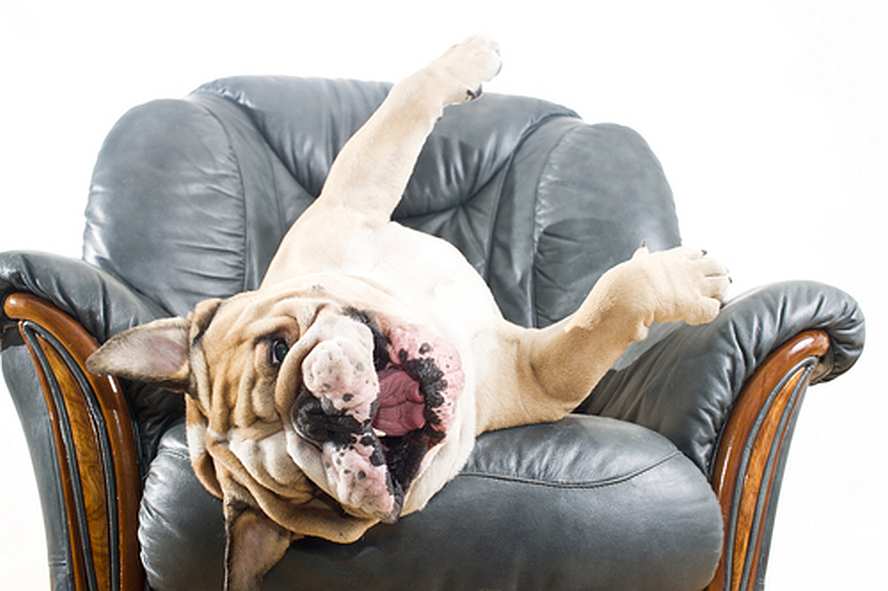 A dog on a leather chair can spell trouble - chew marks, scratches, urine, even poop.