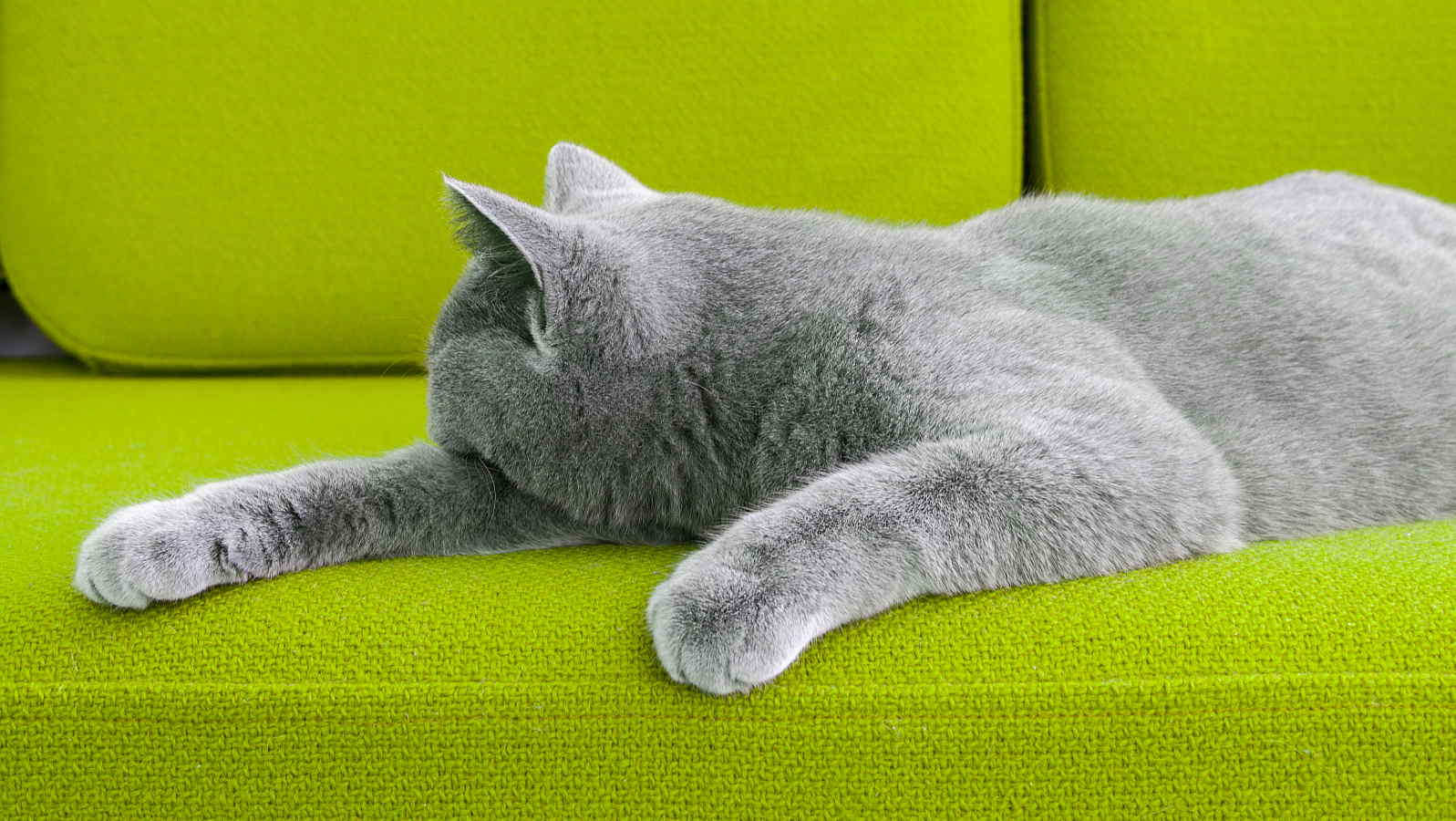 Cat and cat dander on a green couch
