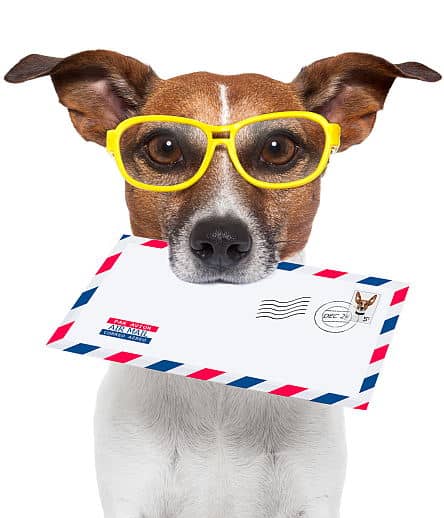 dp 11078438 l mail dog 444 o