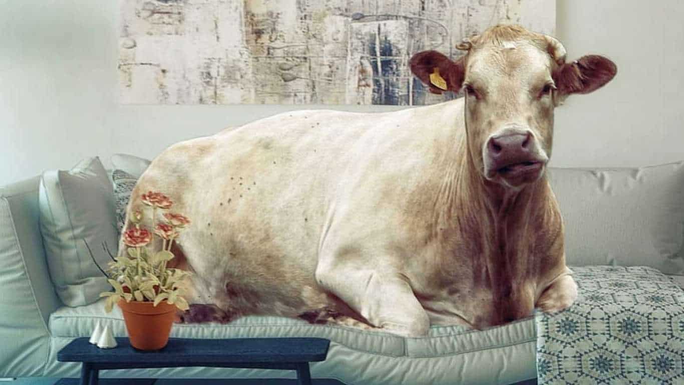 Cow on a Couch Cow on a Couch