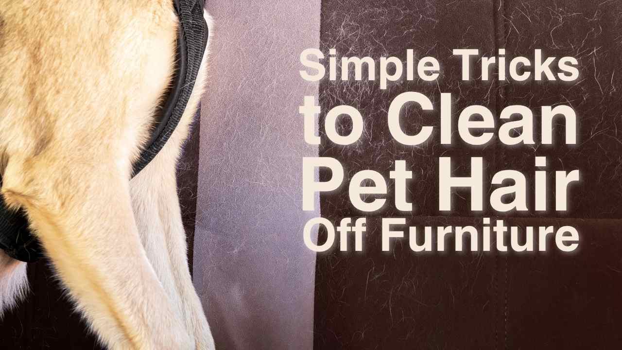 Simple Tricks to Remove Pet Hair Off Your Sofa Cover image